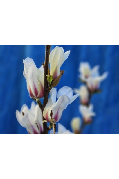 Магнолия гибридная ’Sunrise’